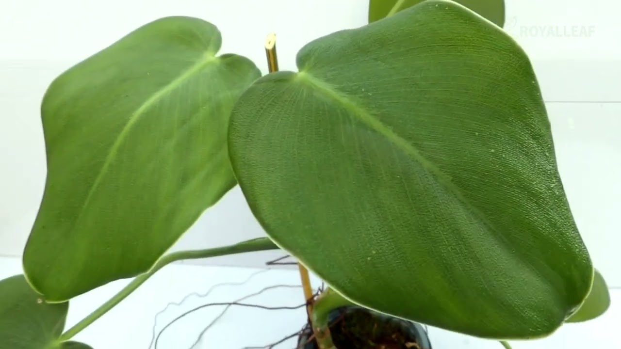 🍃 Philodendron rugosum Medium
