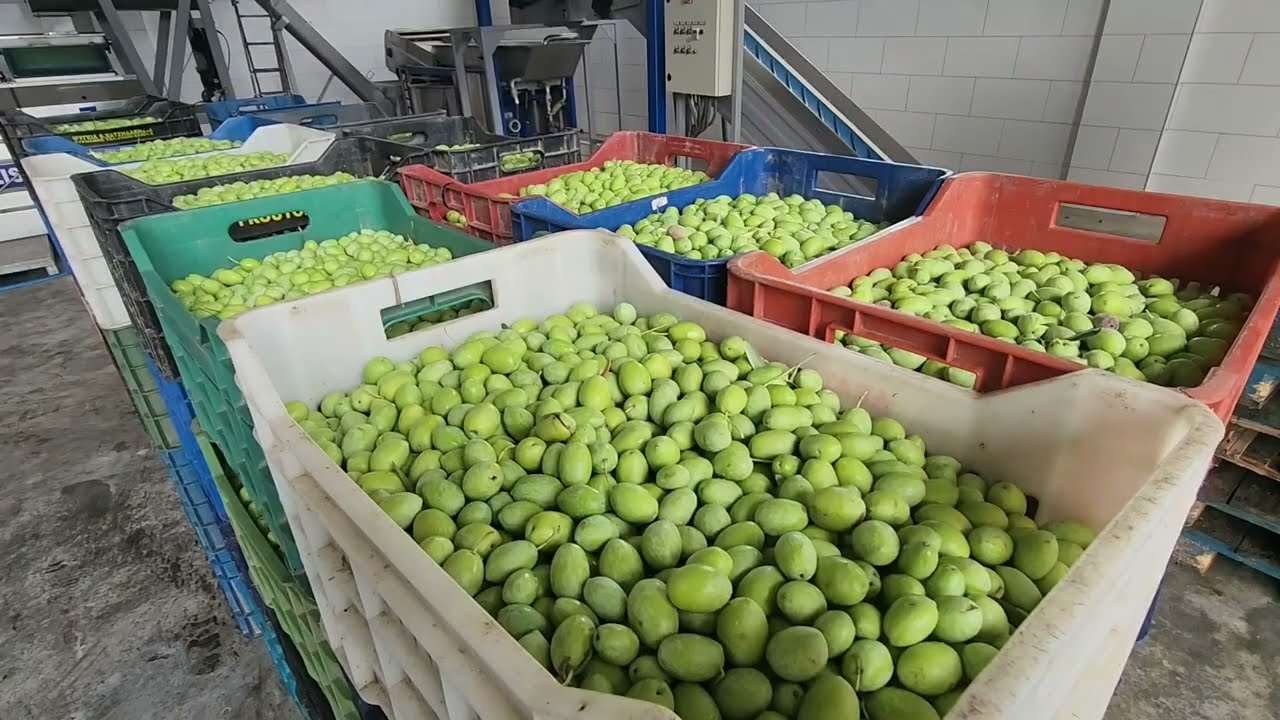 Fillon sezoni i vjeljes se ullirit ne Cakran te Fierit