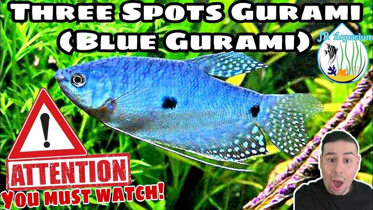 Blue Gurami / Three spot Gurami! Breeding, Feeding, tank size & mates! All you need to know! 🐠💙