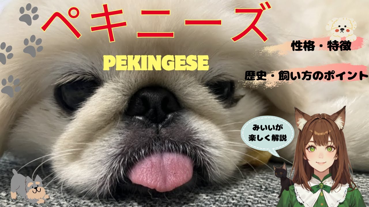 【ペキニーズ】まるわかり！性格や特徴、歴史や飼い方などを詳しく解説！＃ペキニーズ＃犬＃ペット＃犬動画＃犬可愛い＃わんこラボ＃子犬＃犬飼い方＃ペキニーズ歴史＃犬癒し＃犬好き＃犬のいる暮らし＃いぬのきもち