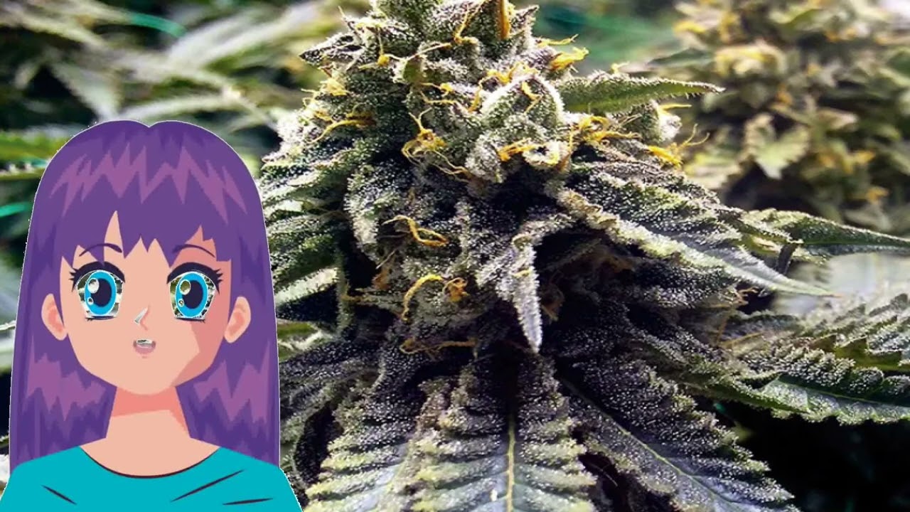 Chocolate Mint OG &ndash; Humboldt Seeds Organization
