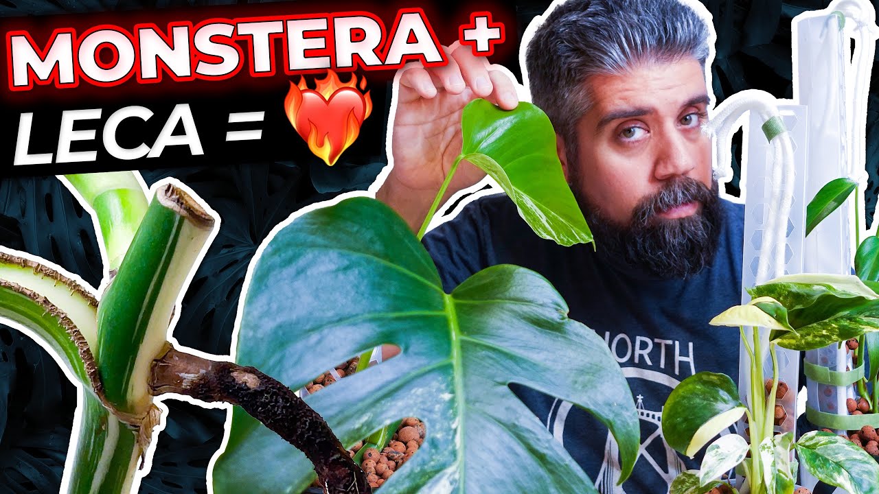 Your MONSTERA Will LOVE YOU! Quick & Easy Transfer To SEMIHYDRO (LECA)