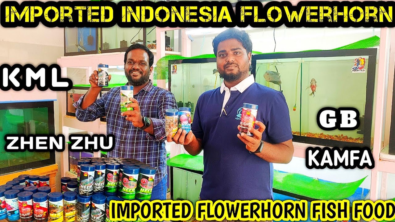 Flowerhorn Fish for sales | Imported Indonesia Flower horn | Delivery available /CENCU /KML/Kamfa