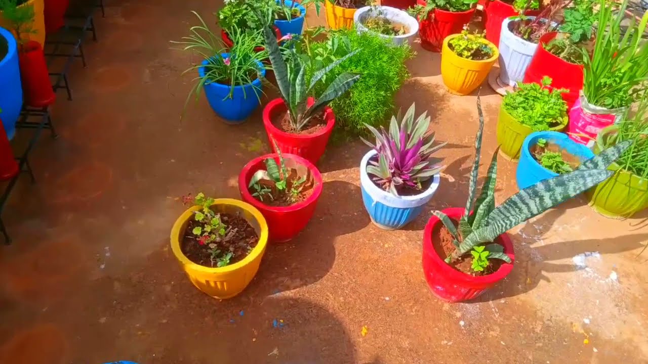 Terrace garden cleaning 🌱🥀🌷🌿🍀🌹🌺🌼🏵️🍁🍂🍁🍂🌿🍀