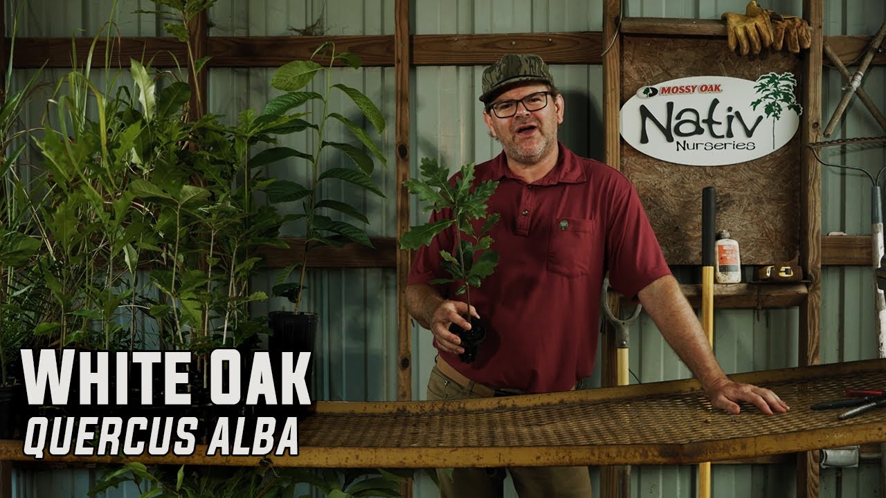 Why Every Landowner Needs White Oak Trees | Best Tree for Wildlife & Timber
