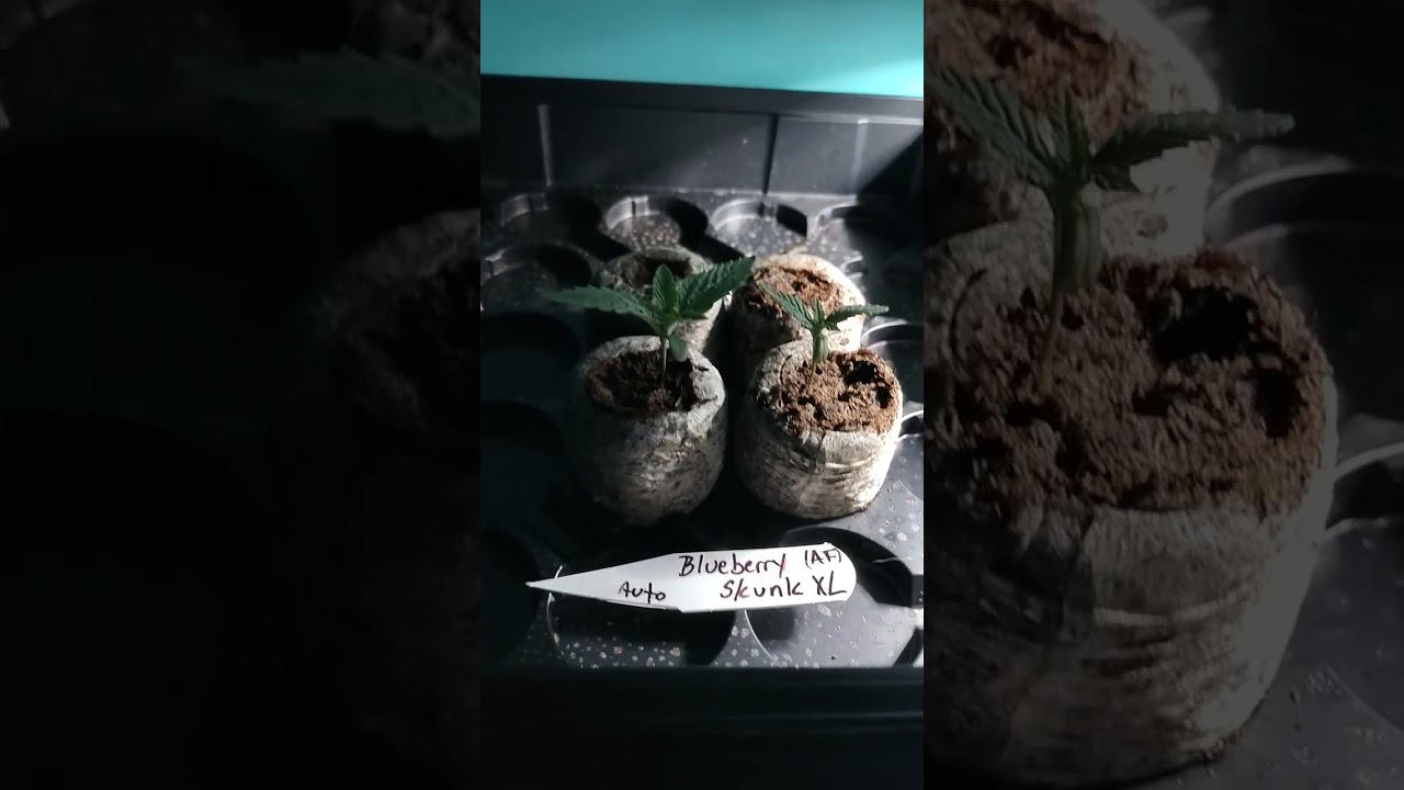 Blueberry🫐 Skunk Showing nice growth🌱 #crazystrainz #mmemberville #cannabiseducation