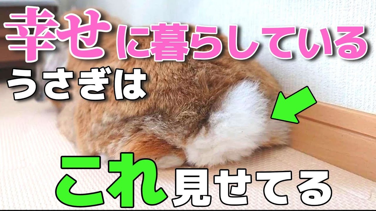 幸せに暮らしてるうさぎだけが見せる仕草９選