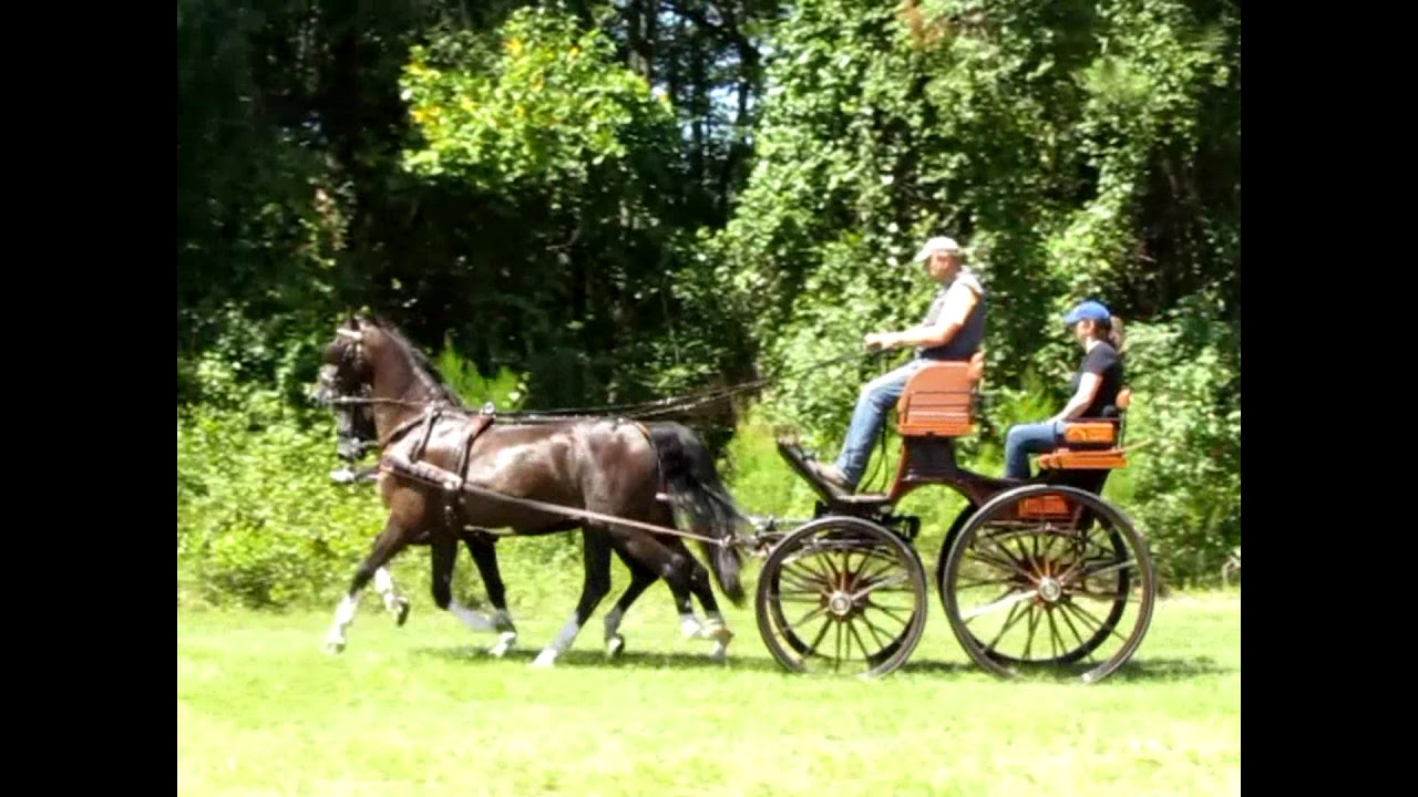 Dutch Harness Horses Pair