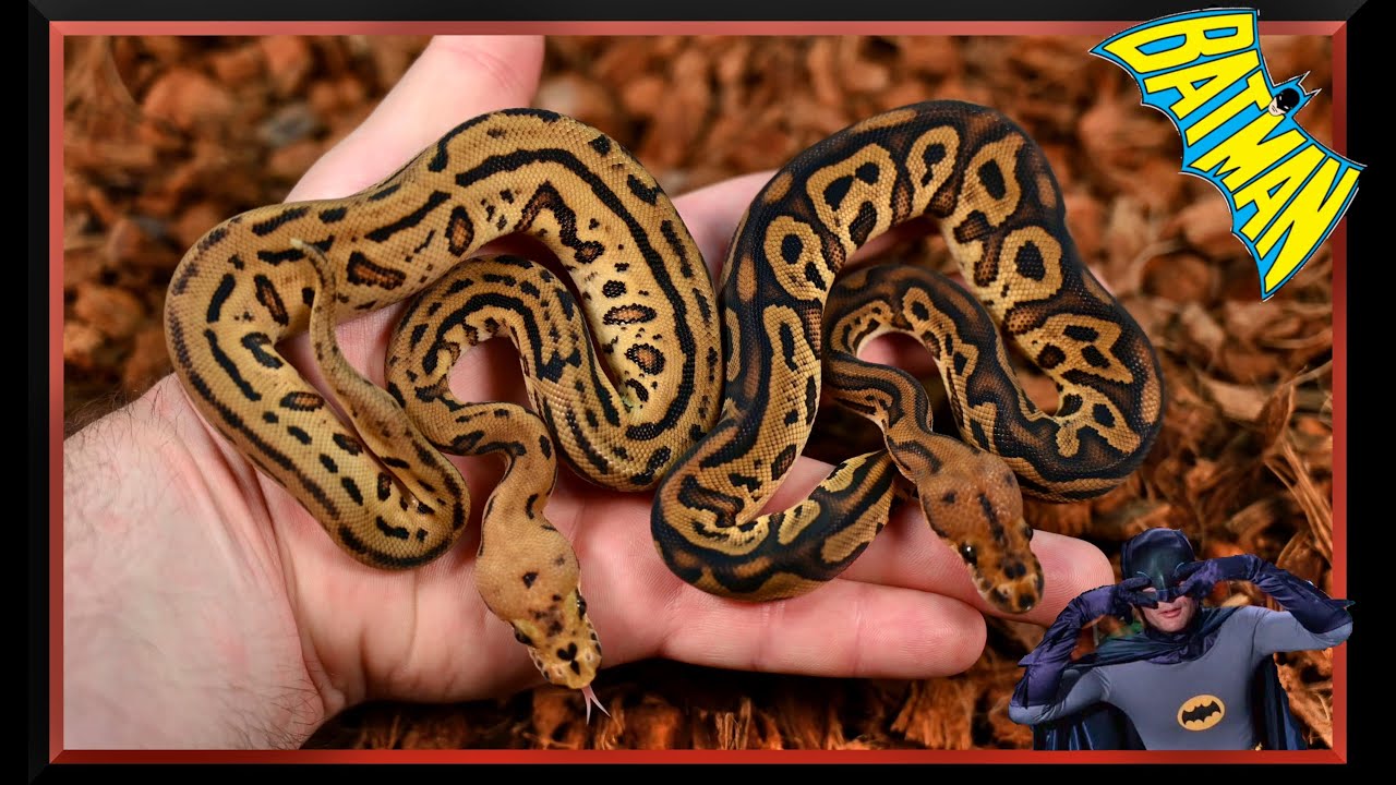 Breathtaking Batman Combos to Brighten Your Day | Ball Python Egg Hatching and Update 2024