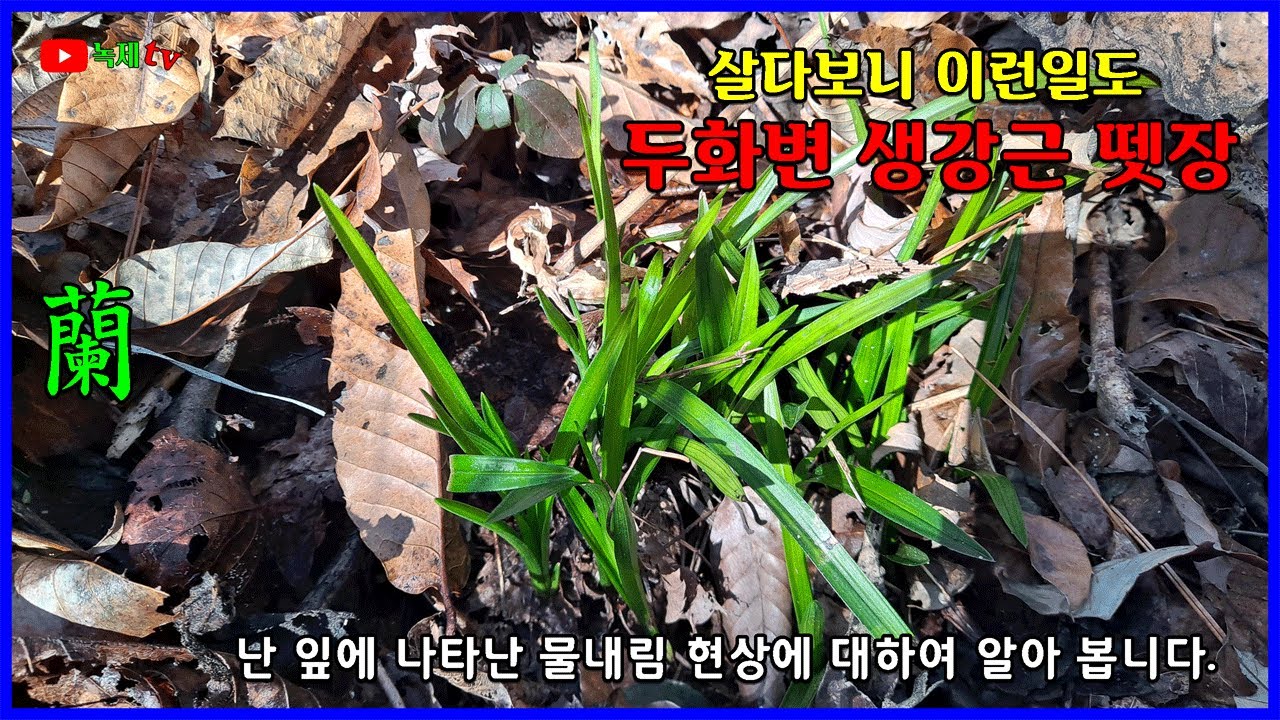 두화변 생강근 뗏장을 만났습니다.