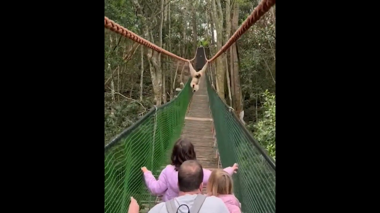 monkey land sanctuary, SA