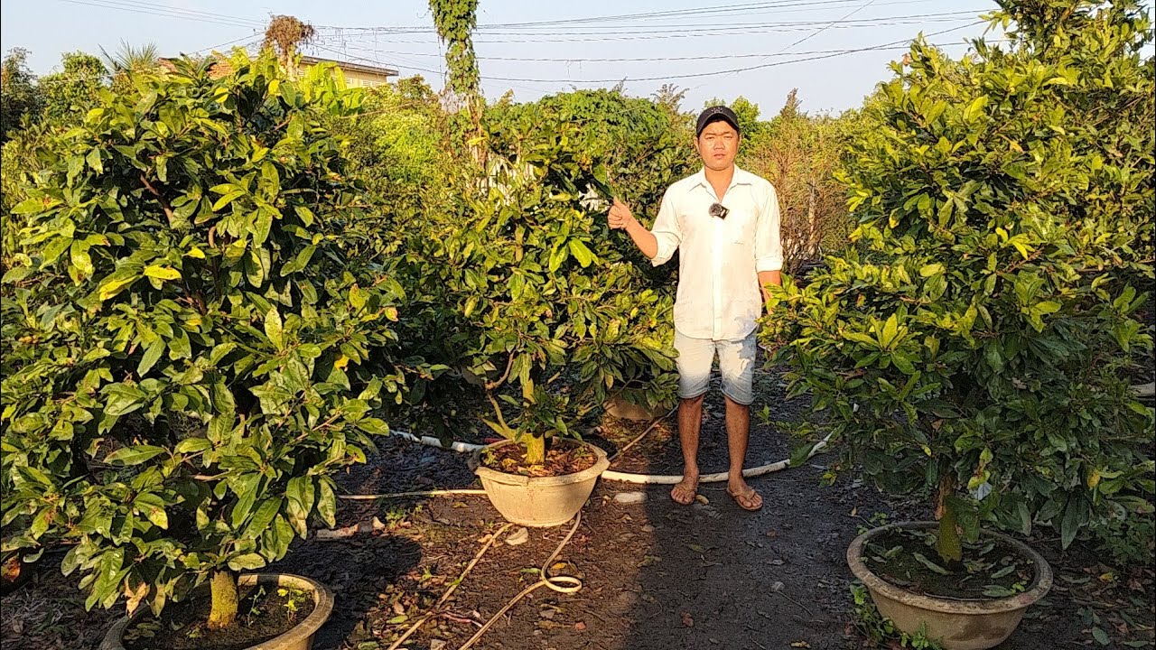 Mai vàng chợ lách, giao lưu mai vàng giá rẻ lh0382626195 Zalo 11 cây mai 10 triệu bao ship