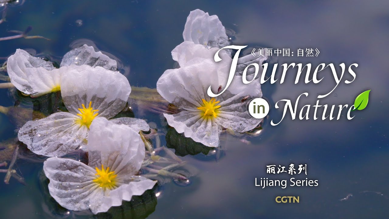 Lijiang Series Ep. 6: Lugu lake