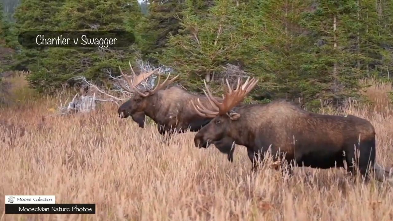 Crazy Best Hits of the Moose Rut #moose #wildlife