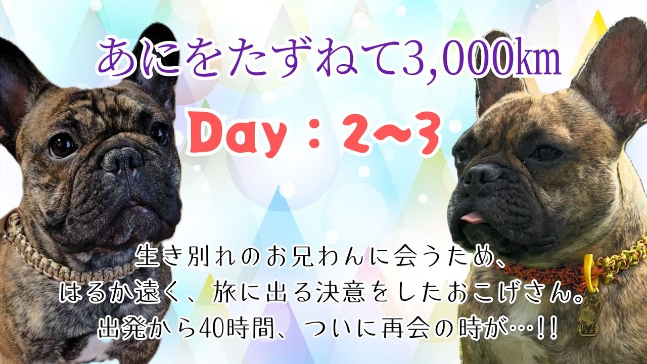 あにをたずねて 3000㎞（ついに再会）