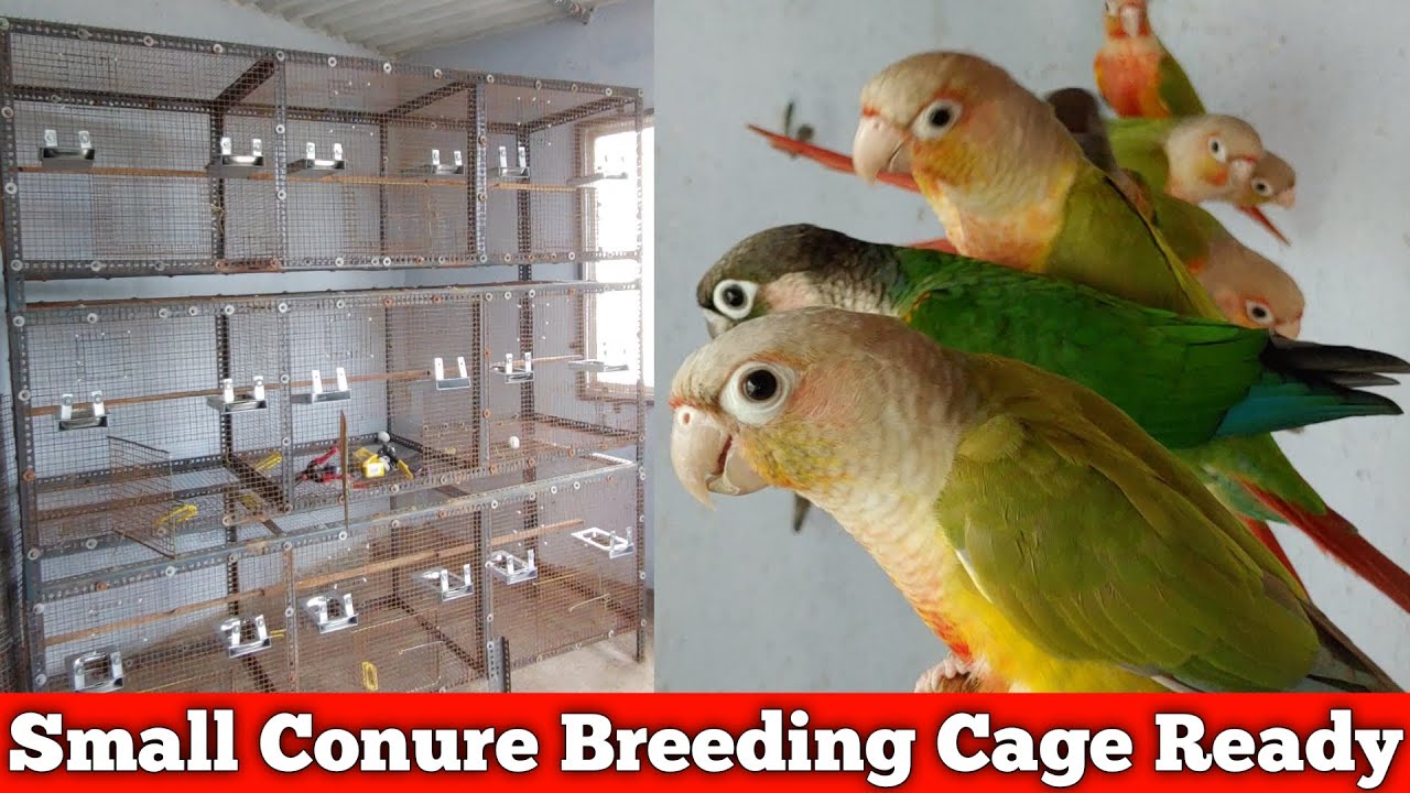 Small Conure Birds Breeding Cage Ready for Breeding | Conure Farm | Fancy Birds Chennai