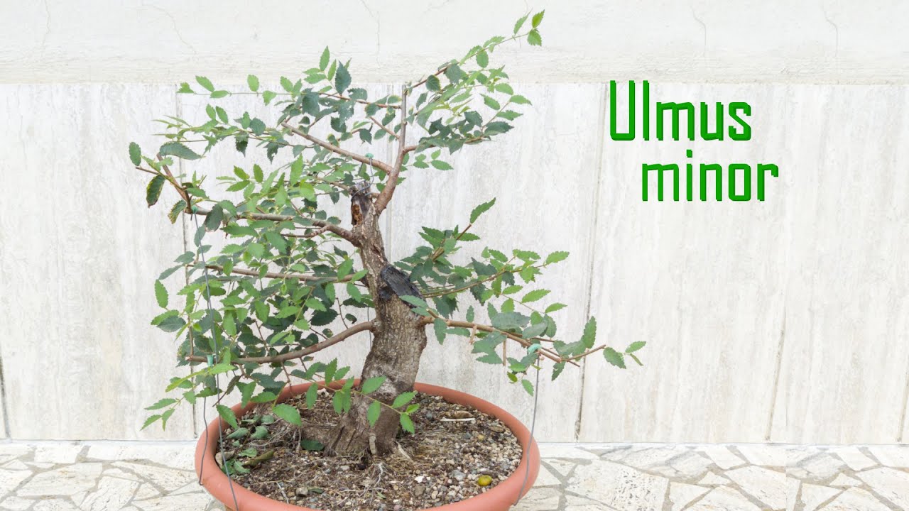 Potatura Estiva Olmo Campestre - Prebonsai