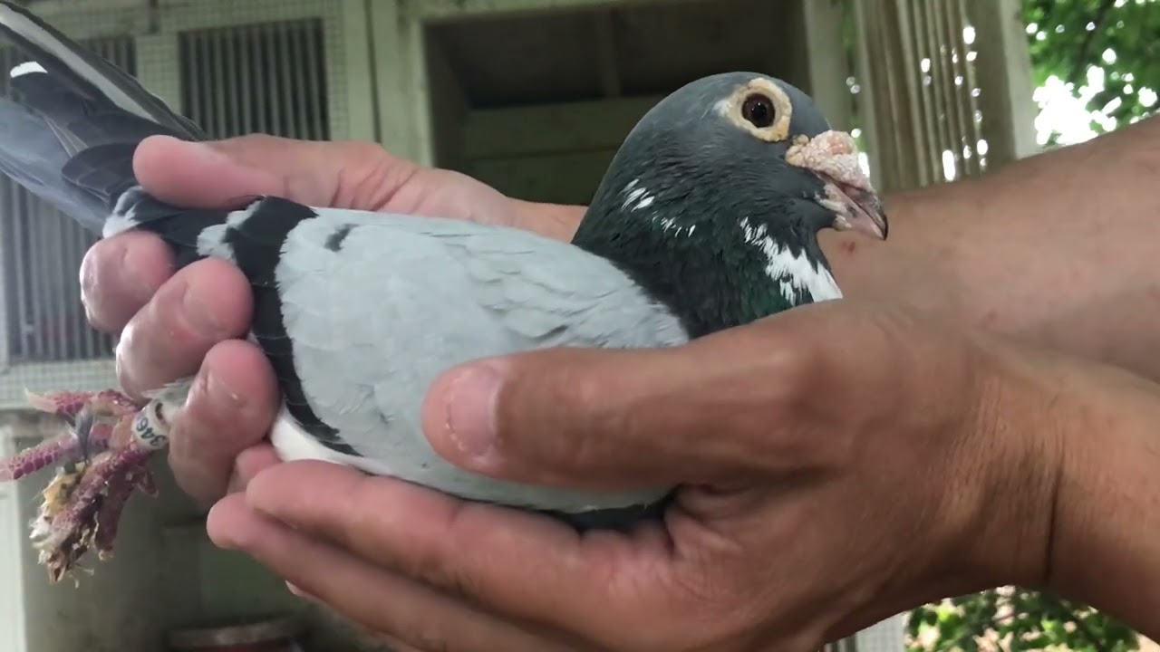 Pigeon Breeding Golden Couple Meuleman Line Breeding & Inbreeding