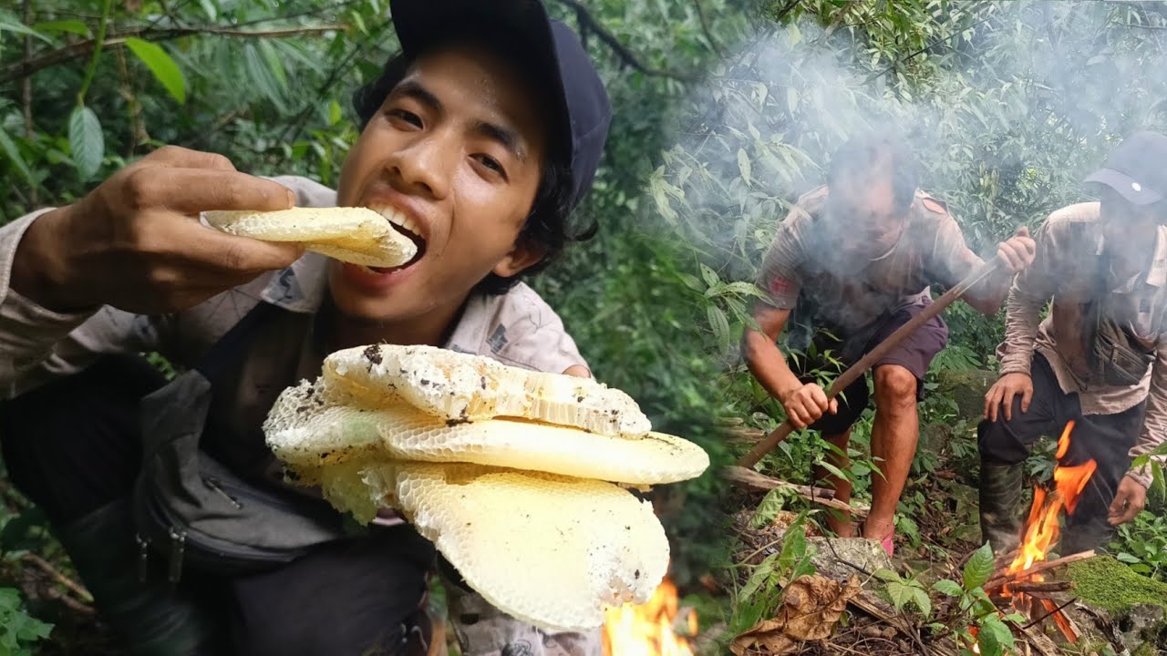 Collecting Honey Bee from Nature || Arunachal Pradesh.