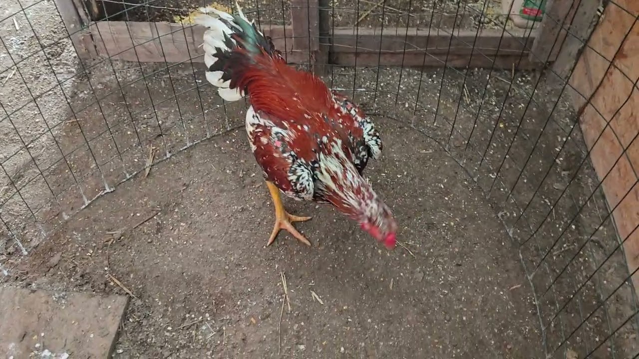 Nyob Zoo Xyoo tshiab 1/1/2026