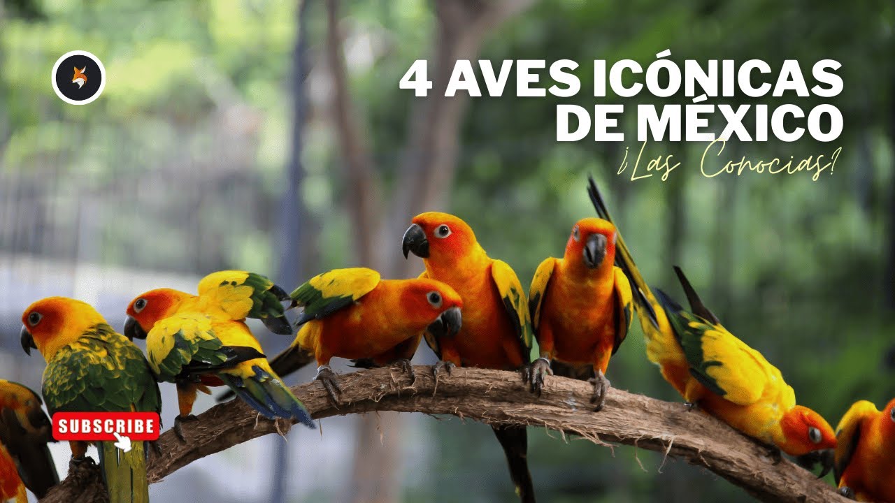 4 Aves Mexicanas que Debes Ver Ahora | ¡Se Extinguen!