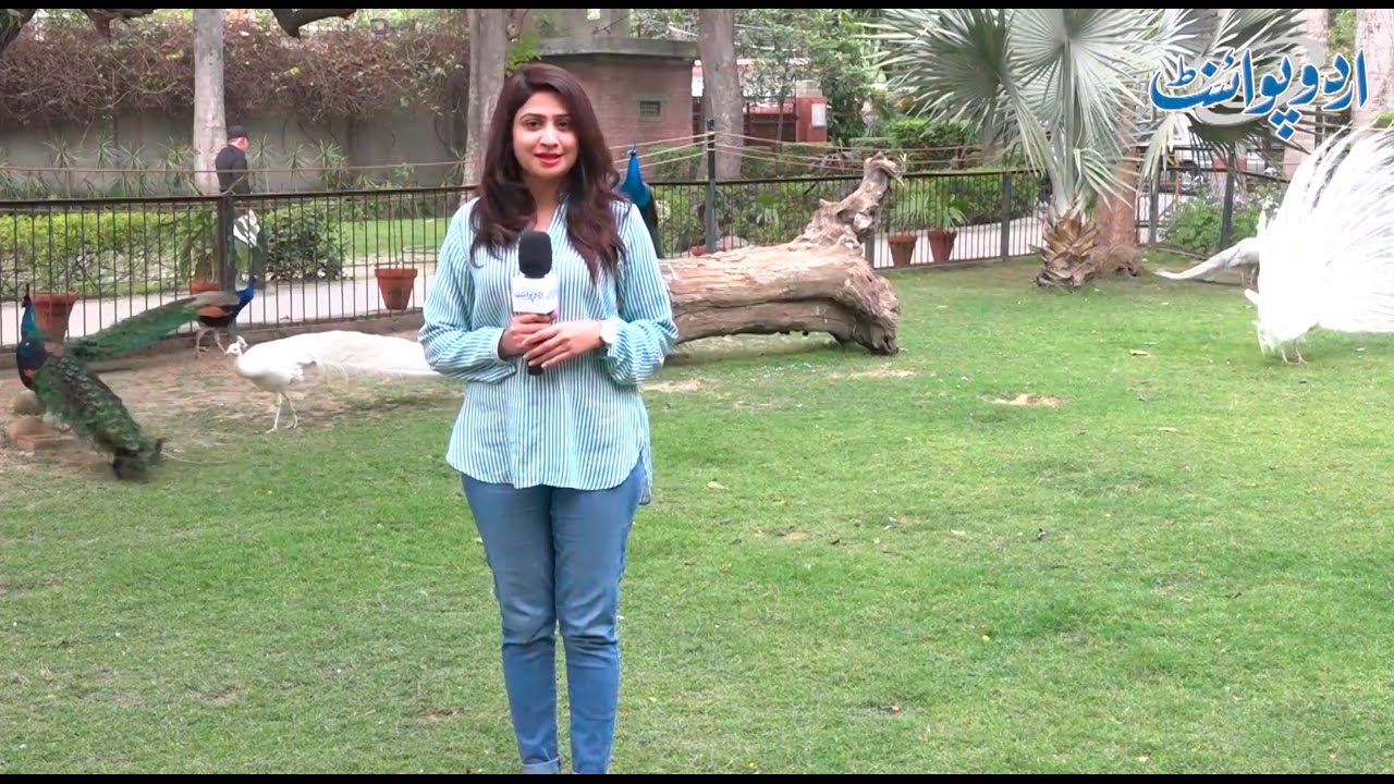 اکرم کے مور نے اسلم کے باغ میں انڈا دیا تو انڈے کا مالک کون ہو گا؟