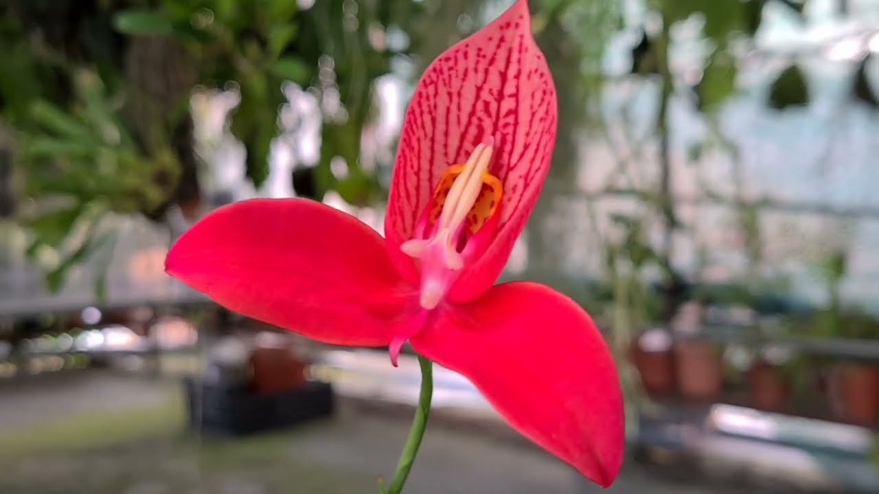 Disa uniflora - stunning pseudo-terrestrial Southafrican Orchid