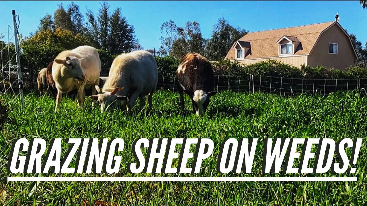 GETTING OUR SHEEP TO EAT OUR WEEDS (PAINTED DESSERT SHEEP)