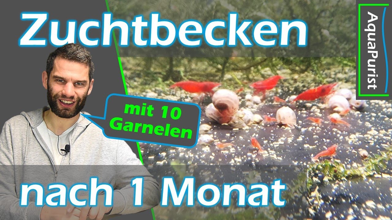 👶🦐 Wie sieht's in den Zuchtbecken nach 1 Monat mit 10 Garnelen am Anfang aus? #Aquaristik #Aquarium