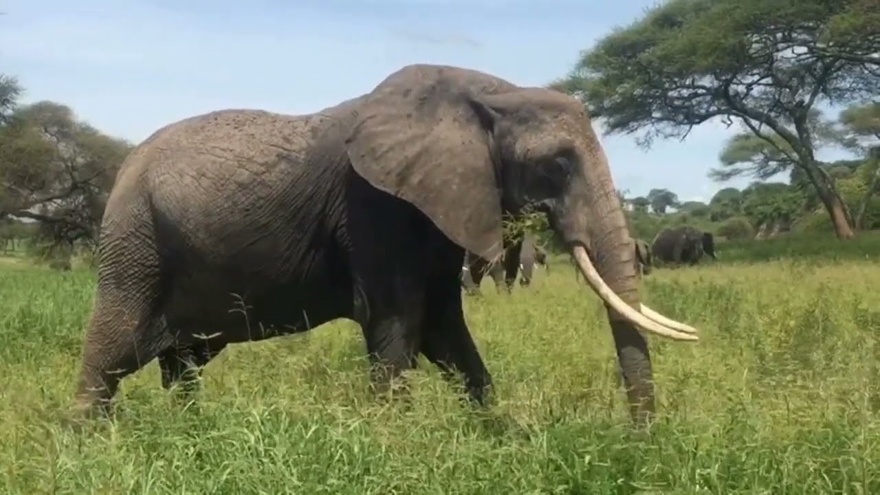 Elephants, Lions, tiger, animals, National geographic video,ন্যাশনাল জিওগ্রাফিক ভিডিও ( Ctv cinx )