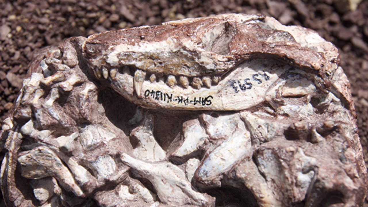 Wapadsberg Vid13 early Triassic cynodonts