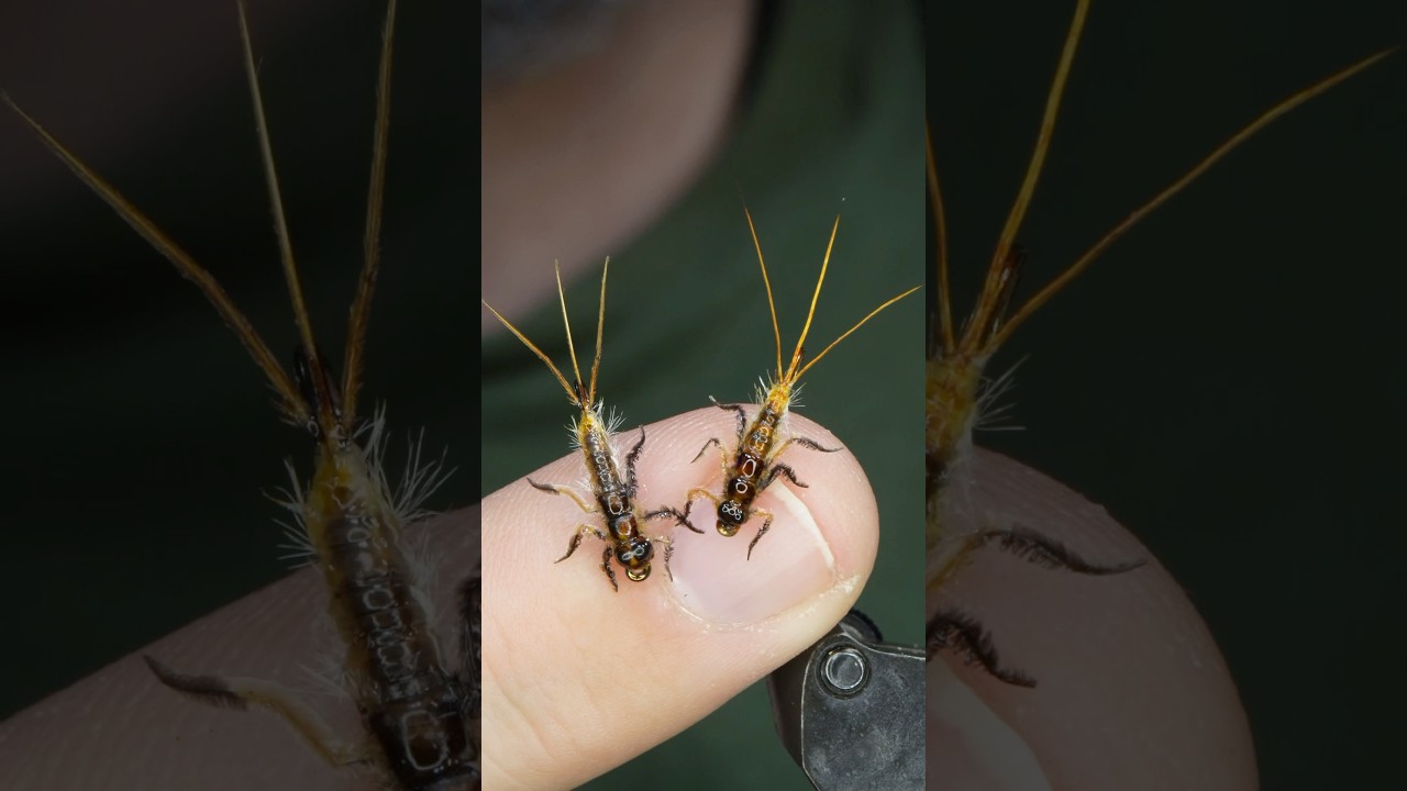 Realistic Mayfly Nymph!