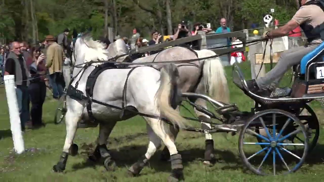 Concours International d'attelage Sélestat (vidéo 3) : 29 Avril 2023 Marathon-Cross