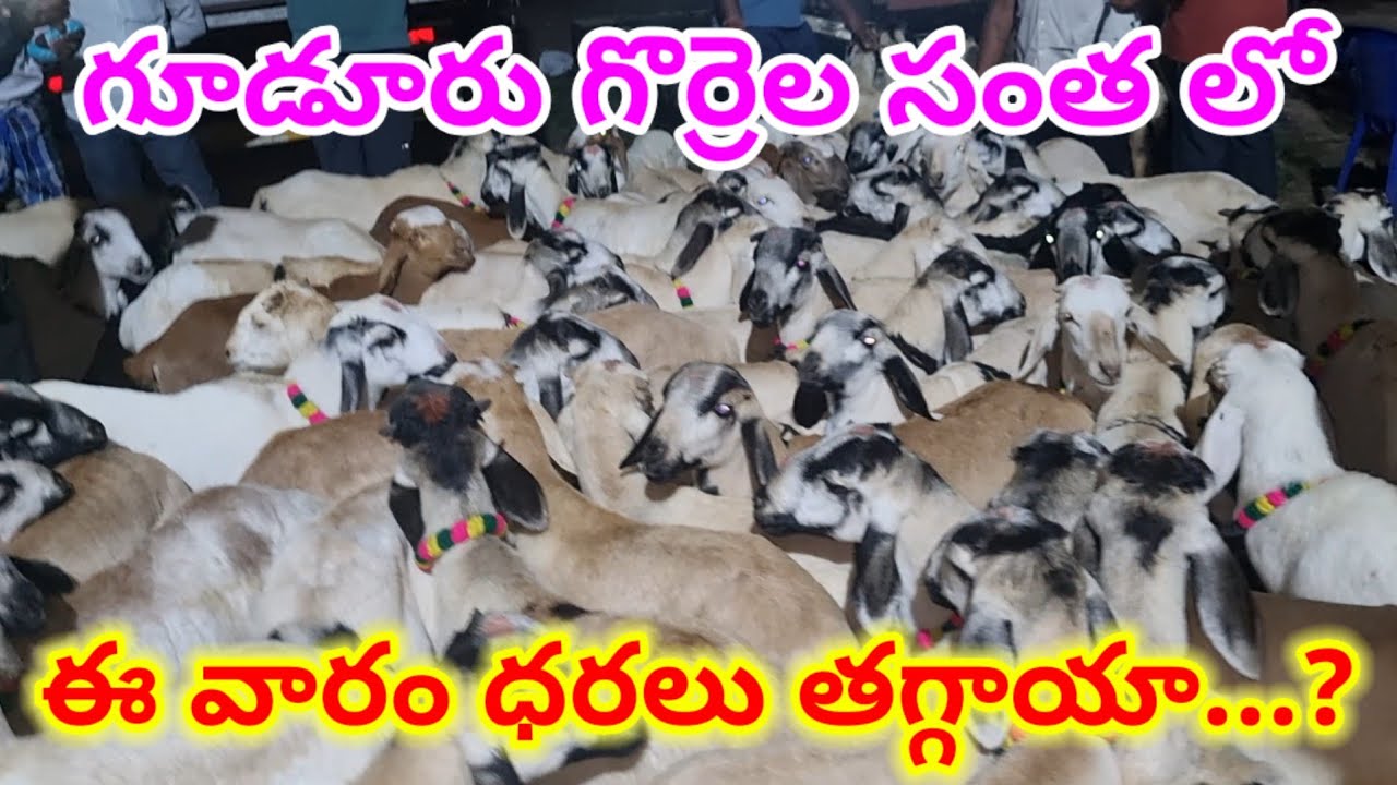 Gudur sheep market Today 27 2 2026 గూడూరు గొర్రెల సంత లో పొట్టేలు పిల్లలు ధరలు #market #sheep #goat