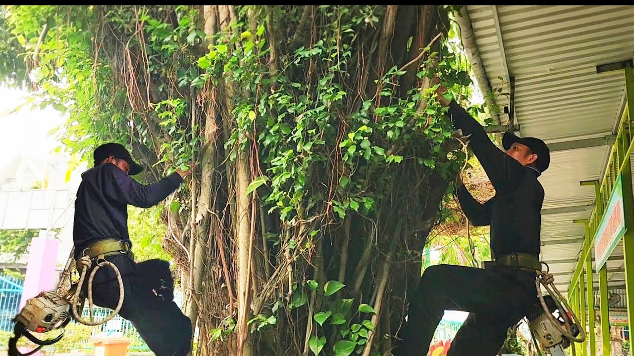 Cưa cây Xanh siêu khủng ở trường mầm non / Sawing a giant Green tree at the kindergarten | P4