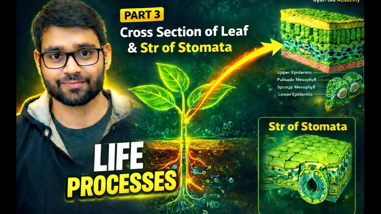 Cross section of leaf (life process class 10 ) and structure of stomata 