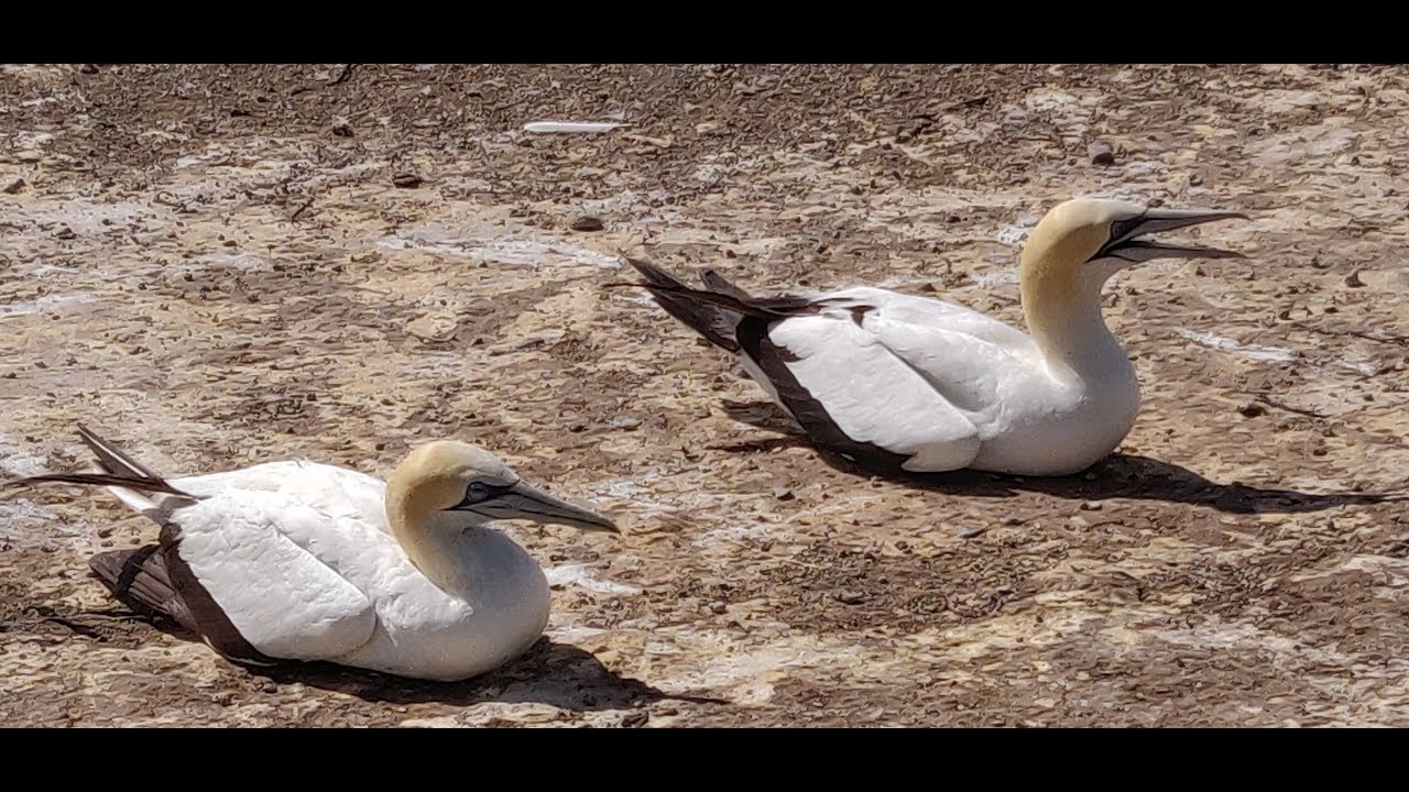 New Zealand 2019 :  Gannet Safari to Cape Kidnappers