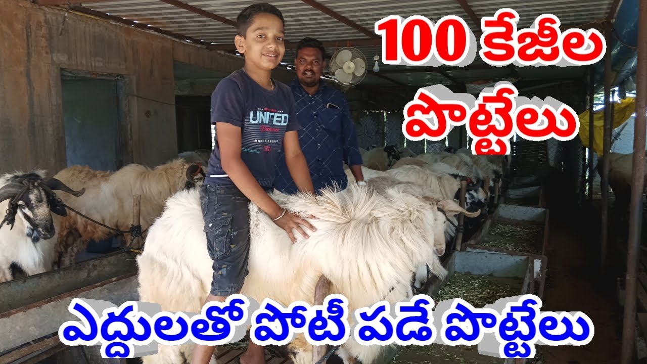 100 కేజీ బరువు గల పొట్టేలు 9182281971 ఎద్దుల లాంటి పొట్టేలు నెల్లూరు జూడిపి పొట్టేలు Bakrid Bakra