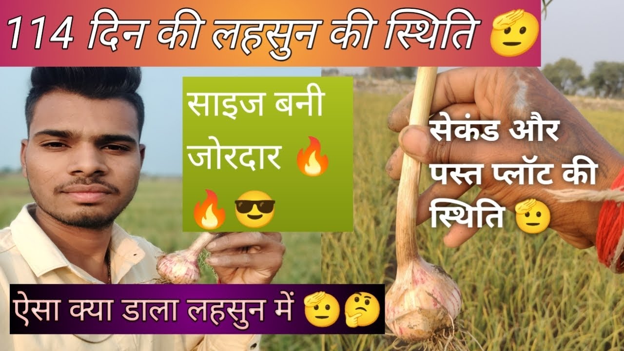 # लहसुन की जोरदार 🔥 खेती 👍 114 दिन की लहसुन 🧄