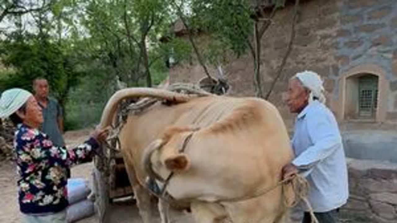 大爷今年74岁，身体依然硬朗，耕种40余亩，依旧用这种最原始的牛耕地，牛俨然成为了大爷生产生活中不可或缺的伙伴了，这么多年他们一同在这田间劳作，默默的耕耘着这块土地。耕地回家，大爷精心的喂养老黄牛