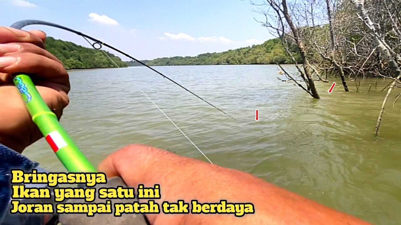 Niat mancing kakap putih malah disambar ikan besar penunggu akar pohon bakau