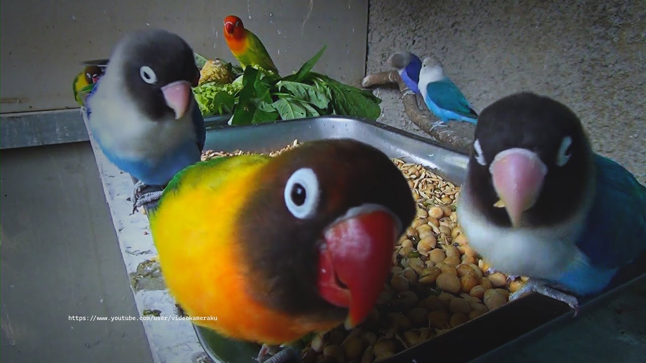 Personata and Fischer's Lovebirds - July 2023