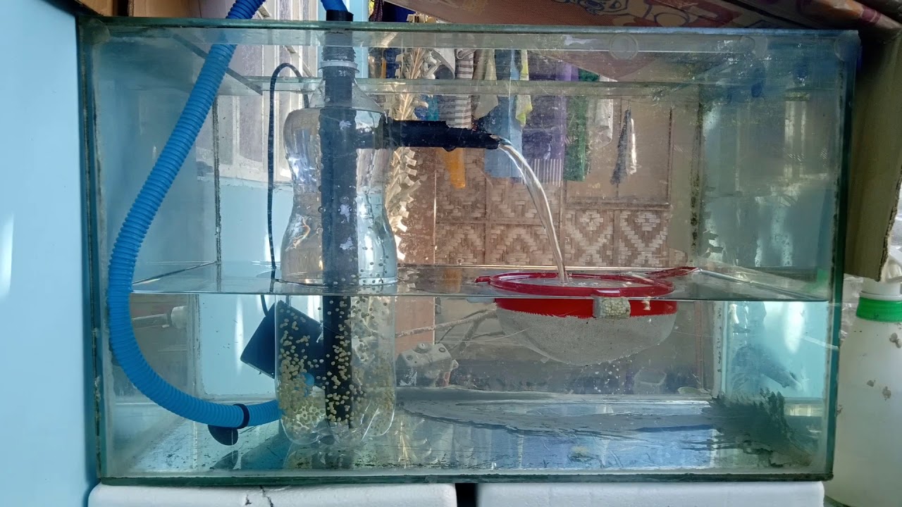 DIY Tilapia Egg Incubator