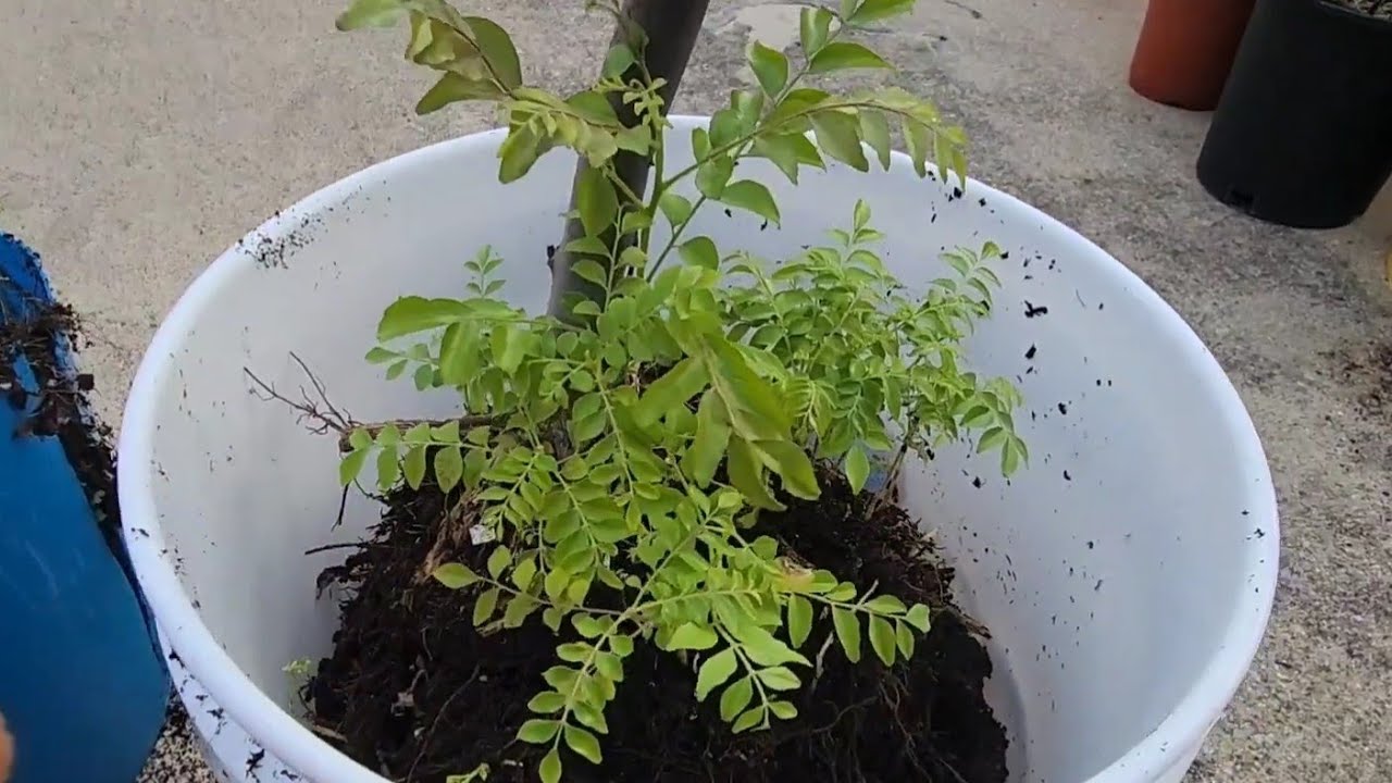 How to transplant curry leaf plant. how to get new plant from old. #curryleaf,