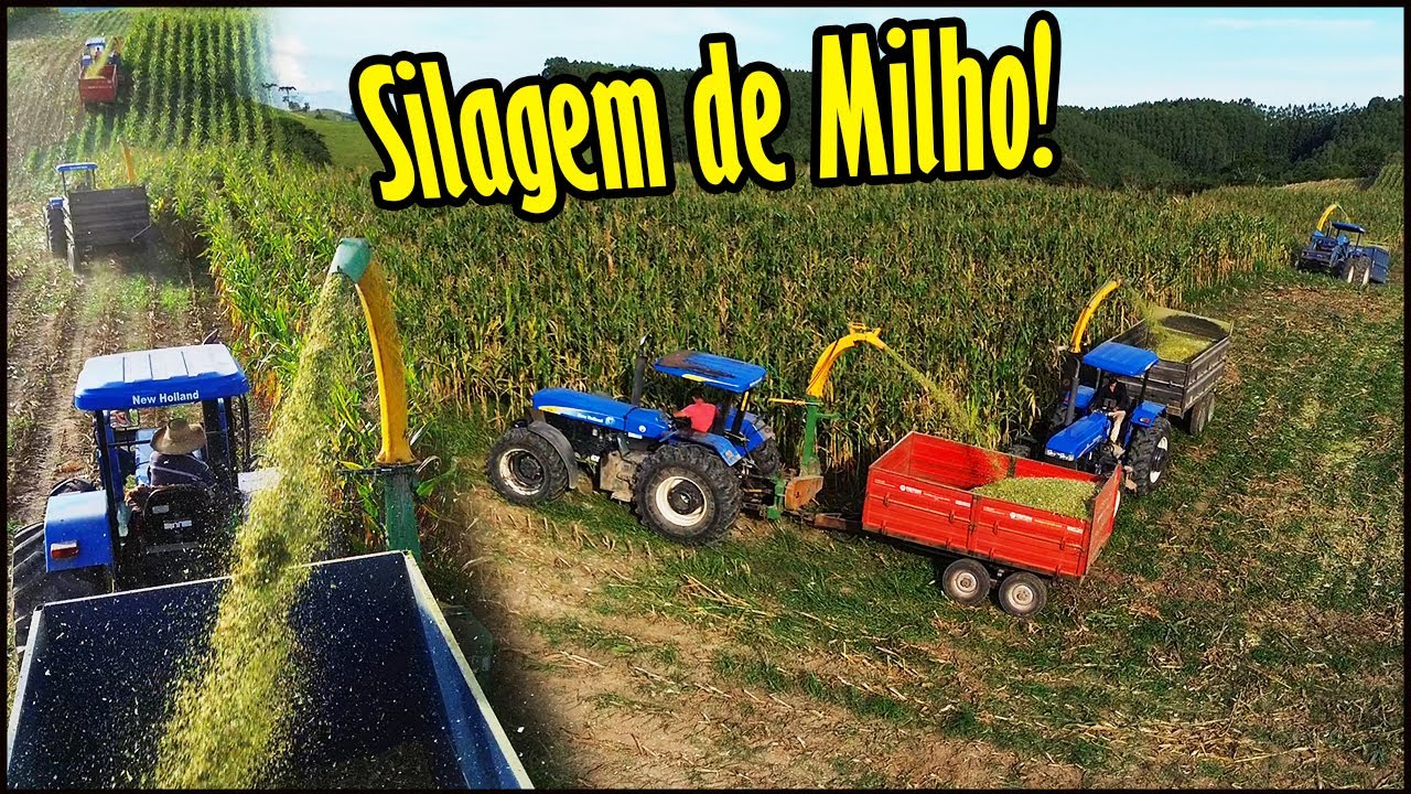 AQUI RENDE O TRABALHO! 3 TRATOR NEW HOLLAND 7630 FAZENDO O CORTE DO MILHO PARA SILAGEM! MUITO SHOW