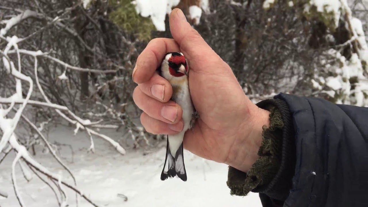 Самая короткая ловля патамушта катаклизьма