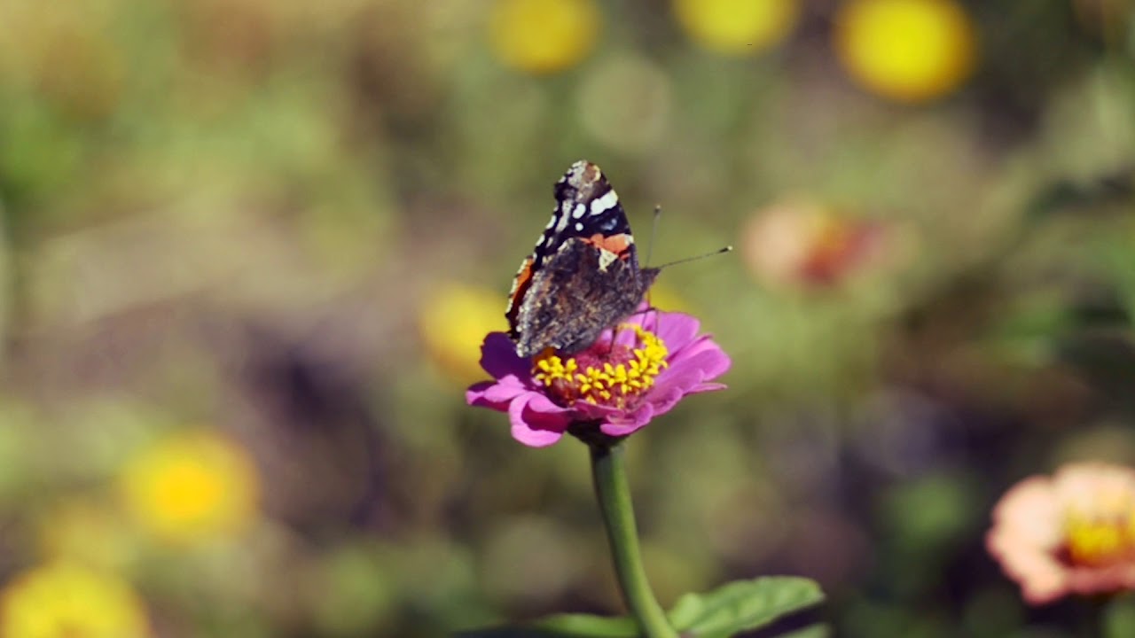 Fj&auml;ril - Butterfly