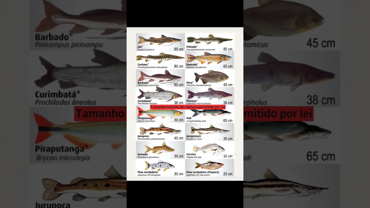 Piracema chegando ao fim vamos lembrar que os peixes ainda tem medidas #pesca #pescaria #fishing
