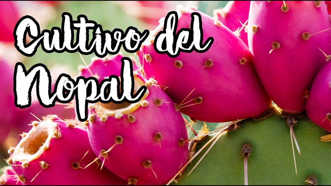 Aprende a CULTIVAR NOPAL SIN SEMILLA 🌵🌵🌵 Método Por Esquejes (Un Alimento Del Futuro)
