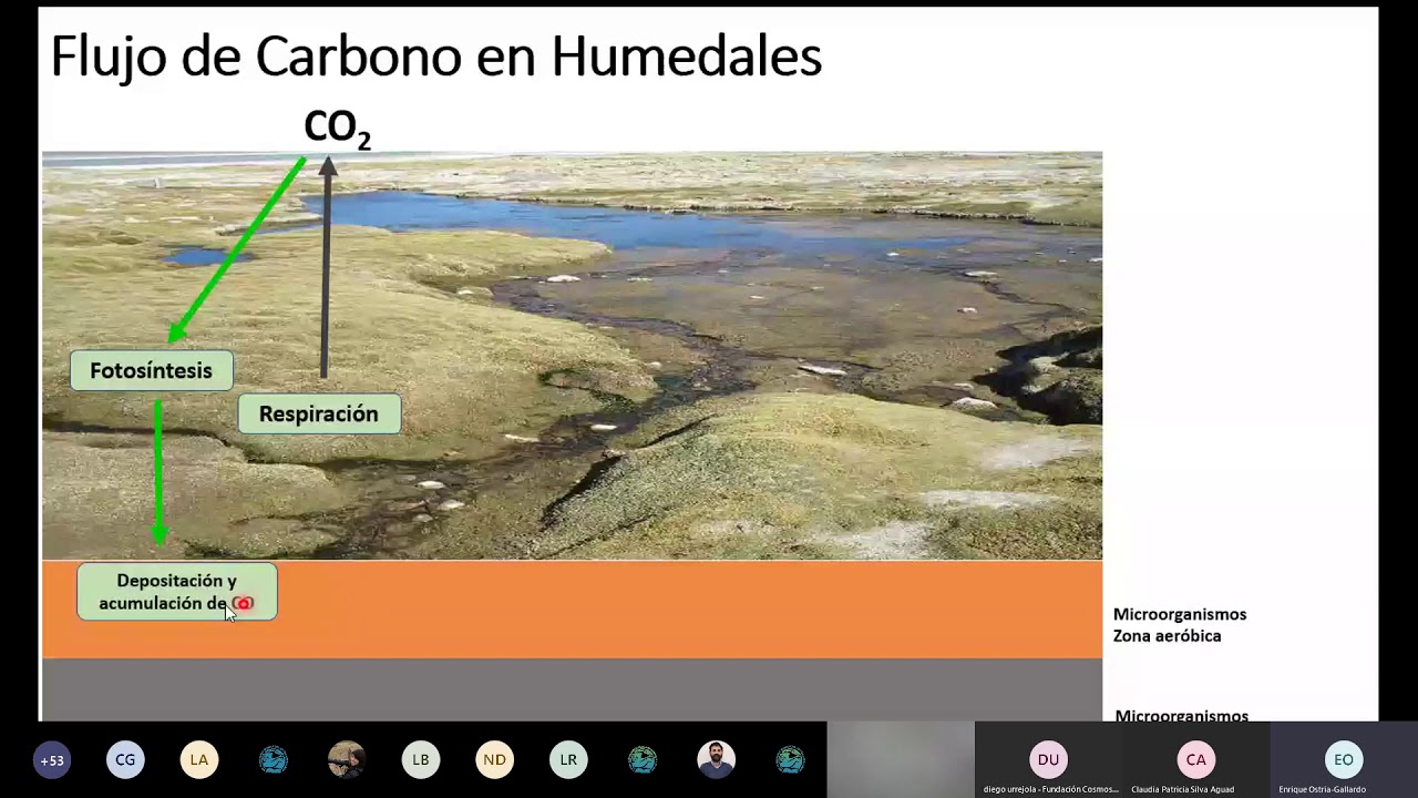 Flujo de Carbono en humedales y las preguntas de la ciencia.